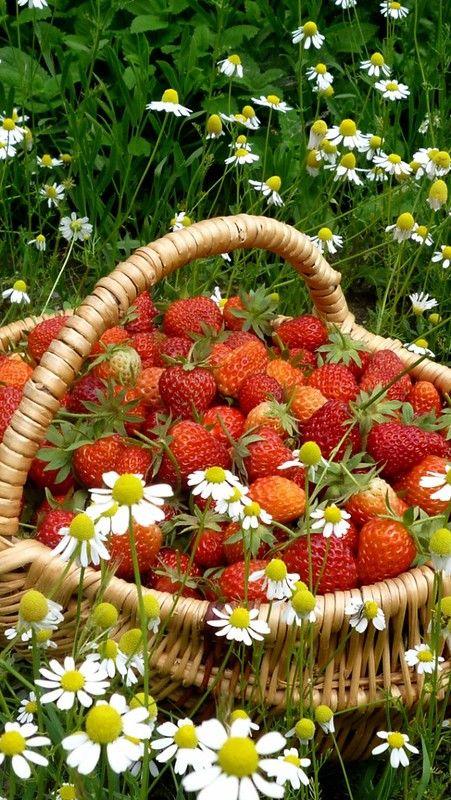 Garden Gem Collection: Juicy Berry Assortment