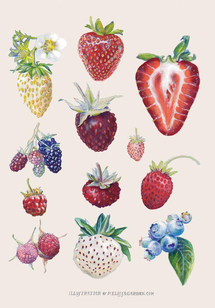 Country Splendor: Diverse Berry Selection